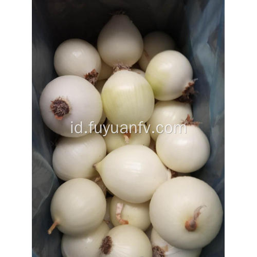 Kupas Bawang dengan Root dan Head